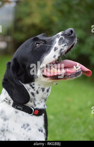 Un tedesco shorthaired puntatore cross Springer Spaniel bianco e nero cane seduti in un giardino verde, ansimando. Foto Stock