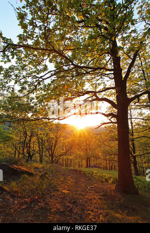 Albero nella foresta di estate. Foto Stock