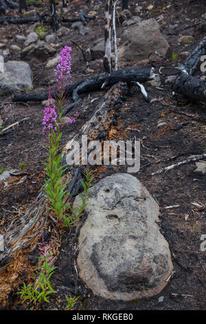 Tweedsmuir Parco Provinciale, Chilcotin, British Columbia, Canada Foto Stock