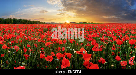 Campo di papavero al tramonto Foto Stock