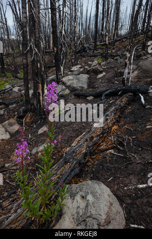 Tweedsmuir Parco Provinciale, Chilcotin, British Columbia, Canada Foto Stock