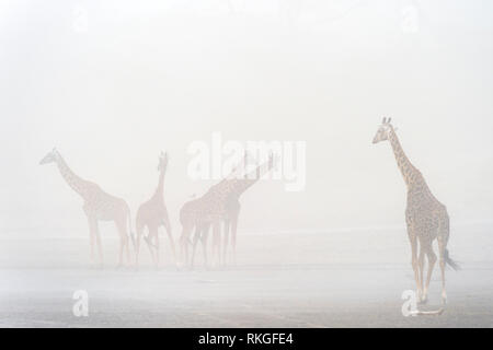 Piccolo allevamento di Giraffe (Giraffa camelopardalis) in tempesta di sabbia, lago Ndutu, Ngorongoro Conservation Area, Tanzania. Foto Stock