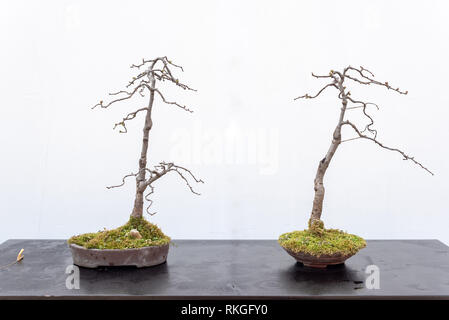 Due alberi di bonsai su una tavola di legno contro il muro bianco Baihuatan parco pubblico, Chengdu nella provincia di Sichuan, in Cina Foto Stock