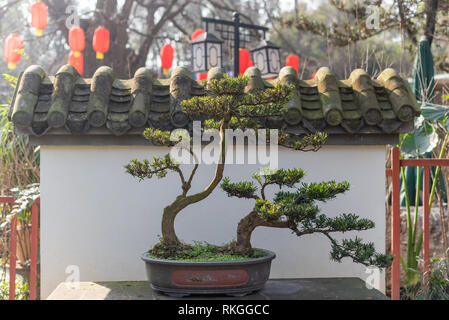 Ritorto bonsai di pino albero su un tavolo di pietra contro il muro bianco e le lanterne cinesi in Baihuatan parco pubblico, Chengdu nella provincia di Sichuan, in Cina Foto Stock