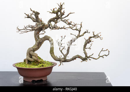 Chaenomeles albero di bonsai su una tavola di legno contro muro bianco Baihuatan parco pubblico, Chengdu nella provincia di Sichuan, in Cina Foto Stock