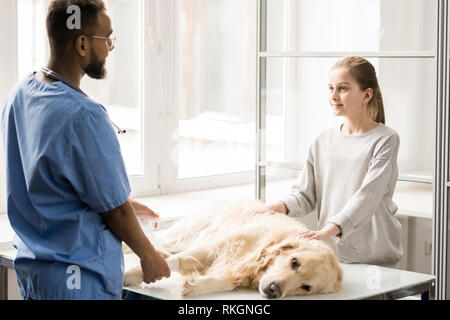 Lavorando in cliniche veterinarie Foto Stock