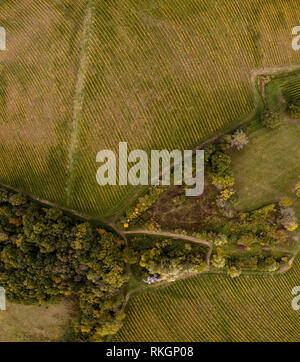 Video di antenna in un fantastico paesaggio di vigneti, sopra i vigneti in una bella giornata Foto Stock