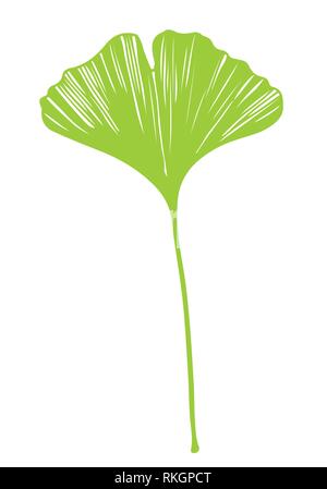 Il Ginkgo biloba vettore di foglia verde su sfondo bianco Illustrazione Vettoriale