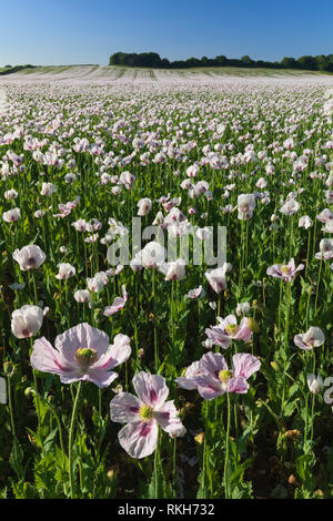 I papaveri da oppio catturata a West Morden nel Dorset. Foto Stock