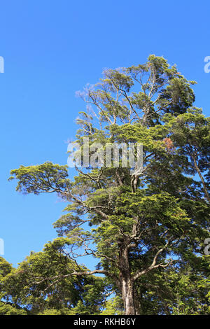 Il Cile, Lake District, Petrohue, foresta, albero, Foto Stock