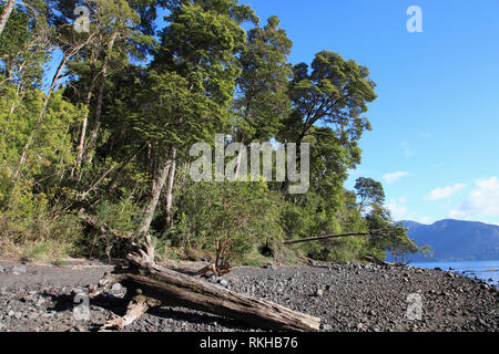 Il Cile, Lake District, Petrohue, foresta, gli alberi, Foto Stock