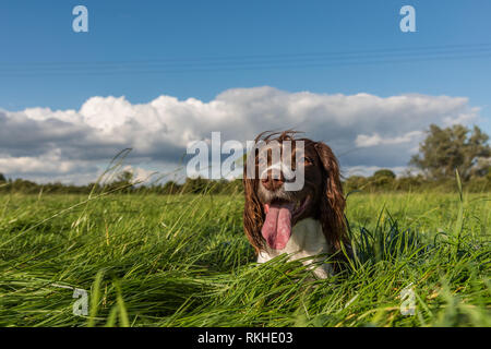 Marrone e bianco springer spaniel recante sull'erba lunga in un campo. Foto Stock