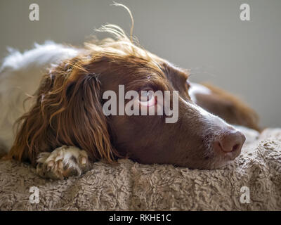 Springer Spaniel colpo di testa, sdraiato su una coperta guardando verso l'alto. Foto Stock