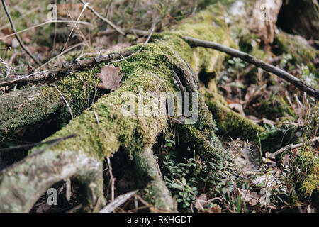 Chiusura del vecchio albero tronco ricoperta di verde muschio Foto Stock