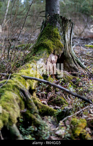 Chiusura del vecchio albero tronco ricoperta di verde muschio Foto Stock