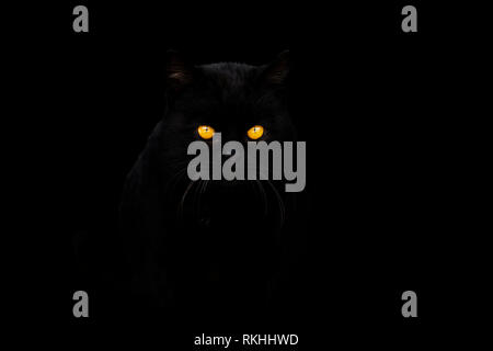 Gatto nero su sfondo nero Foto Stock
