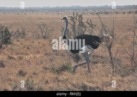 Un maschio somalo (struzzo Struthio camelus molybdophanes) per la sua passeggiata mattutina attraverso la savana del parco nazionale orientale di Tsavo in Kenya. Foto Stock