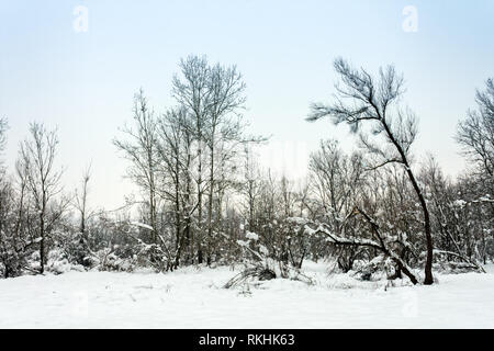 Paesaggio invernale in un parco di neve dopo un pesante bagnato di nevicata. Uno spesso strato di neve si trova sui rami di alberi. Foto Stock