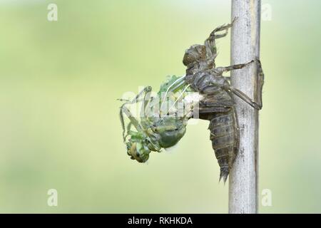 Dragonfly berlina, quattro-spotted chaser (Libellula quadrimaculata), dragonfly a hatch si rompe al di fuori della sua esuvia, Bassa Sassonia, Germania Foto Stock