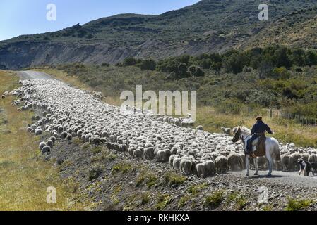 Gaucho a cavallo rigidi enormi greggi di ovini, Tra Porvenier e Ushuaia, Tierra del Fuego, Tierra del Fuego, Argentina Foto Stock