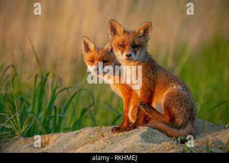 Red Fox cubs al tramonto curiosamente cercando nella fotocamera. Foto Stock