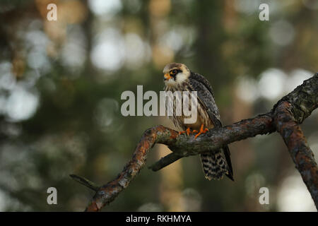 Ritratto di donna Western red-footed falcon (Falco vespertinus) Foto Stock