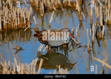 Porciglione [Rallus aquaticus] Foto Stock