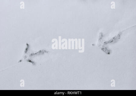 Il fagiano comune / anello-colli (fagiano Phasianus colchicus) Orme nella neve in inverno Foto Stock