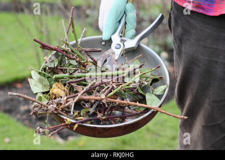 Rosa. Giardiniere che trasportano winter rose residui legnosi clippings in contenitore metallico con secateurs - Gennaio, REGNO UNITO Foto Stock