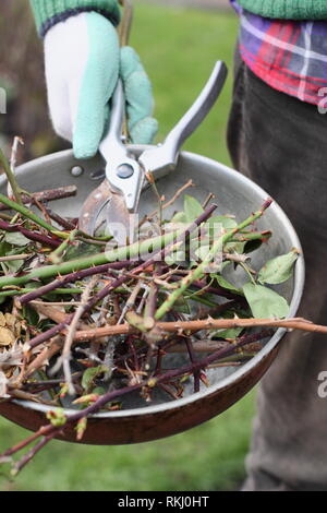 Rosa. Giardiniere che trasportano winter rose residui legnosi clippings in contenitore metallico con secateurs - Gennaio, REGNO UNITO Foto Stock