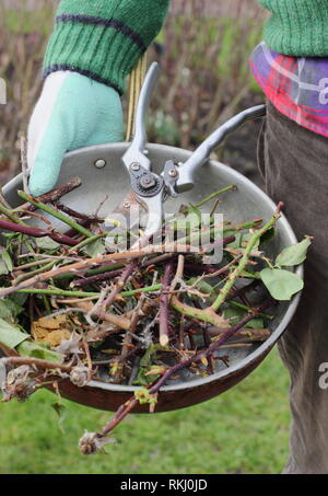 Rosa. Giardiniere che trasportano winter rose residui legnosi clippings in contenitore metallico con secateurs - Gennaio, REGNO UNITO Foto Stock