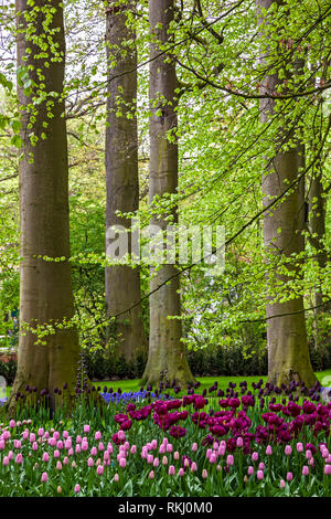 Gli alberi e i fiori in mostra, Giardini Keukenhof, vicino a Lisse, Holland, Paesi Bassi Foto Stock