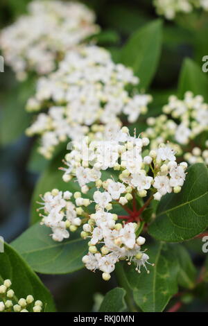 Viburnum tinus 'Bianco francese' inverno fiori. Chiamato anche "Laurustinus 'Bianco francese' - Febbraio, UK. Modulo Gas Anestetici Foto Stock