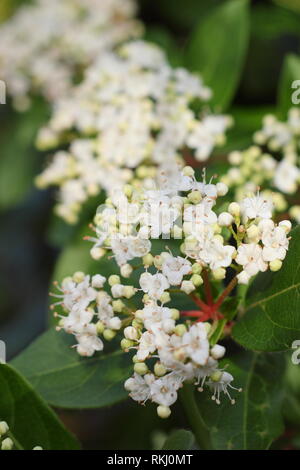 Viburnum tinus 'Bianco francese' inverno fiori. Chiamato anche "Laurustinus 'Bianco francese' - Febbraio, UK. Modulo Gas Anestetici Foto Stock