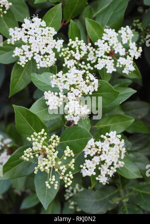 Viburnum tinus 'Bianco francese' inverno fiori. Chiamato anche "Laurustinus 'Bianco francese' - Febbraio, UK. Modulo Gas Anestetici Foto Stock