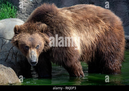 La Kamchatka recare in acqua. (Ursus arctos beringianus). Foto Stock