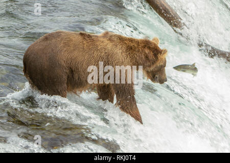 Primo piano di un un Alaskan orso grizzly per la pesca del salmone nella parte superiore di una cascata presso Brooks Falls, Alaska, Stati Uniti d'America. Un salmone è in midair davanti Foto Stock