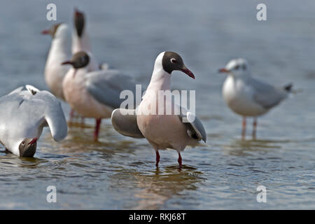 Brown hooded gull chroicocephalus maculipennis in piedi in acqua ali testata aperta rivolta sealion island isole Falkand Foto Stock