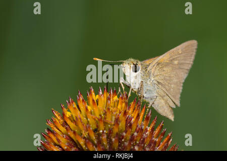 Crossline Skipper, Limochores origenes, su un fiore viola, Echinacea angustifolia Foto Stock