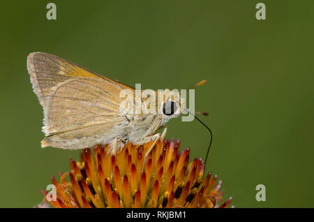 Crossline Skipper, Limochores origenes, su un fiore viola, Echinacea angustifolia Foto Stock