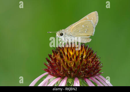 Skipper tratteggiata, Hesperia attalus, su purple coneflower, Echinacea angustifolia Foto Stock