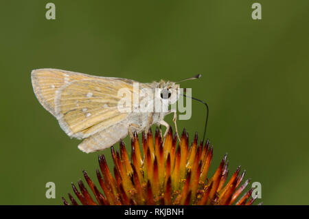 Skipper tratteggiata, Hesperia attalus, su purple coneflower, Echinacea angustifolia Foto Stock