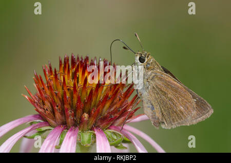 Crossline Skipper, Limochores origenes, su un fiore viola, Echinacea angustifolia Foto Stock