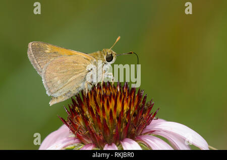 Crossline Skipper, Limochores origenes, su un fiore viola, Echinacea angustifolia Foto Stock