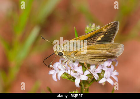 Crossline Skipper, Limochores origenes, femmina su diamondflowers, Stenaria nigricans Foto Stock