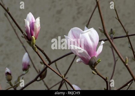 Blooming tree - bella fiorì il ramo di magnolia in primavera Foto Stock