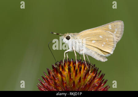 Skipper tratteggiata, Hesperia attalus, su purple coneflower, Echinacea angustifolia Foto Stock