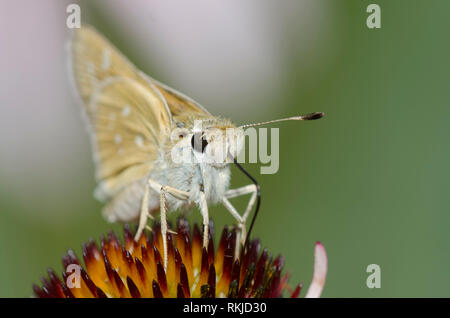 Skipper tratteggiata, Hesperia attalus, su purple coneflower, Echinacea angustifolia Foto Stock