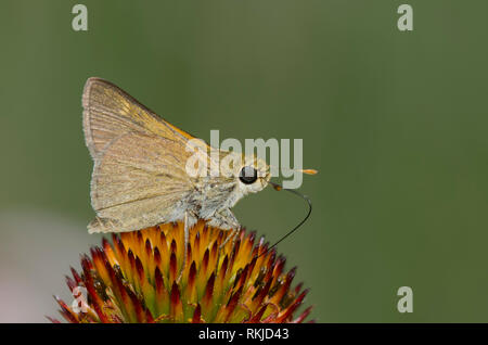 Crossline Skipper, Limochores origenes, su un fiore viola, Echinacea angustifolia Foto Stock