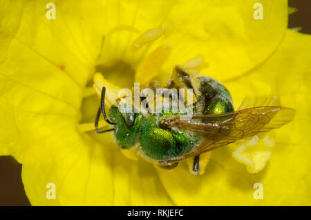 Il sudore Bee, Agapostemon sp., sulla serata dentata primrose, Calylophus serrulatus Foto Stock